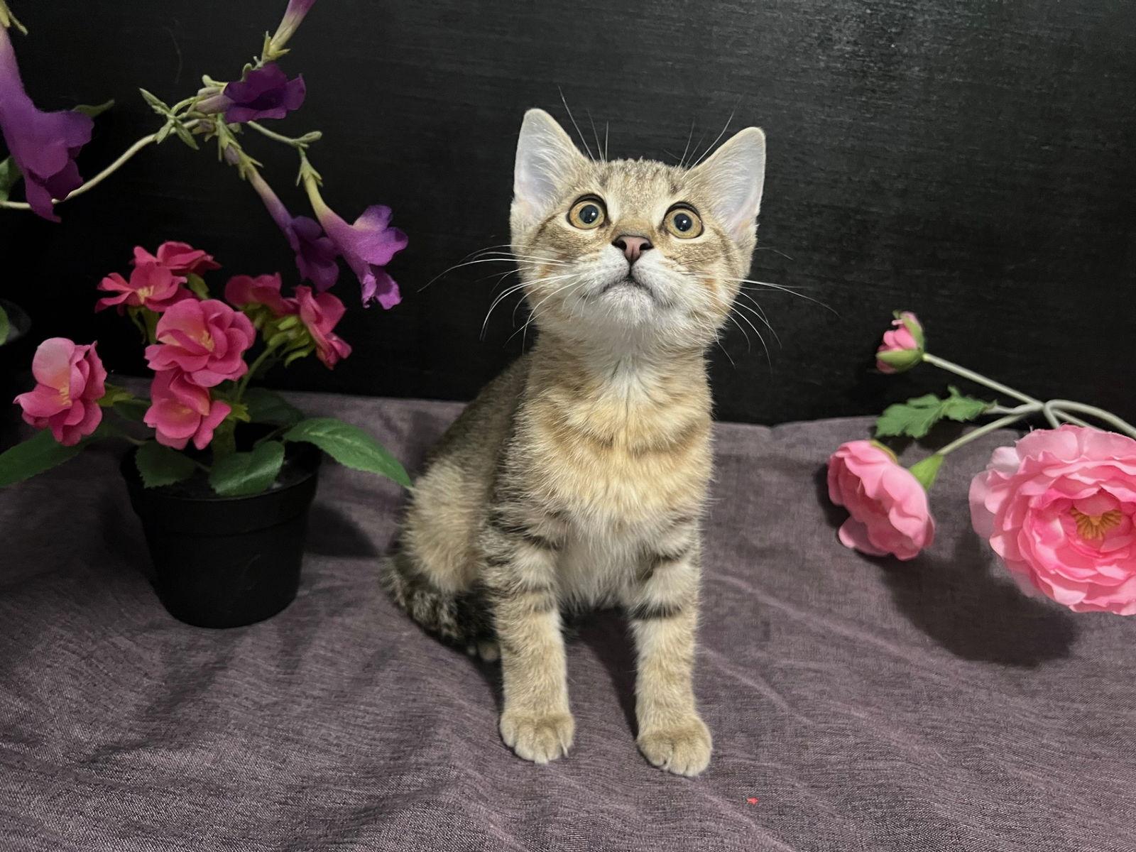 Enlarge Muffin, a Adoptable mixed breed in Fayetteville, GA image 3/3