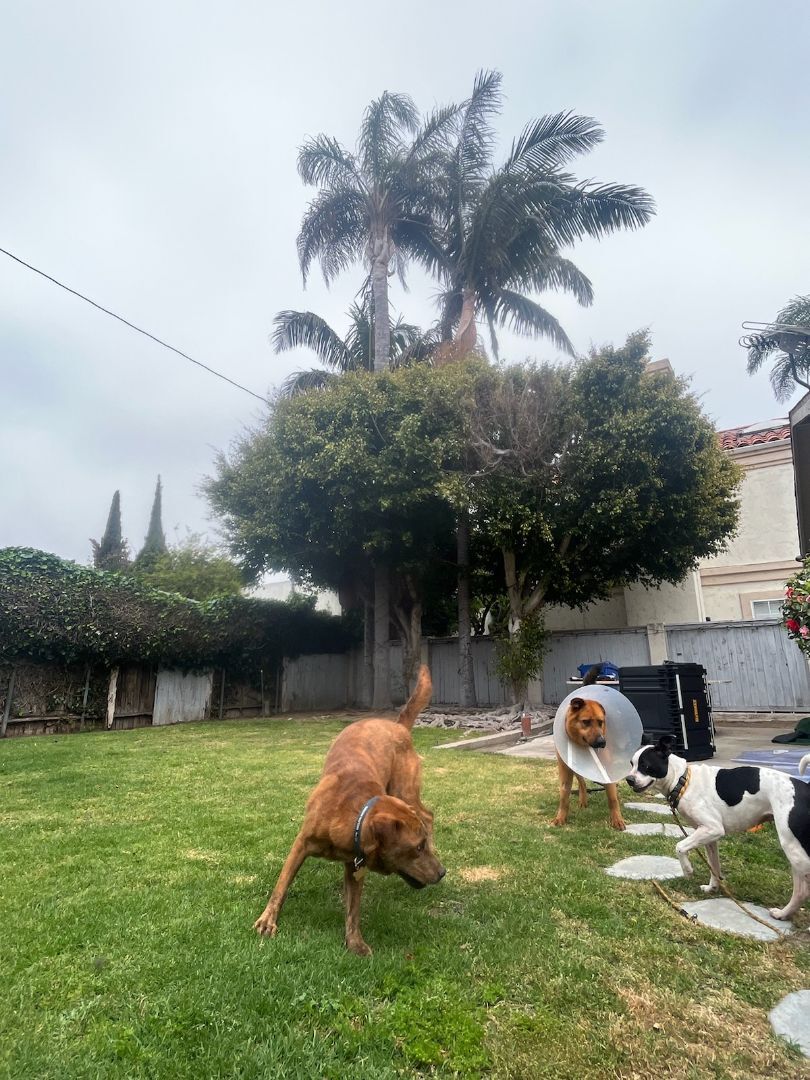 Enlarge Charlie Brown, a Adoptable mixed breed in Manhattan Beach, CA image 1/6