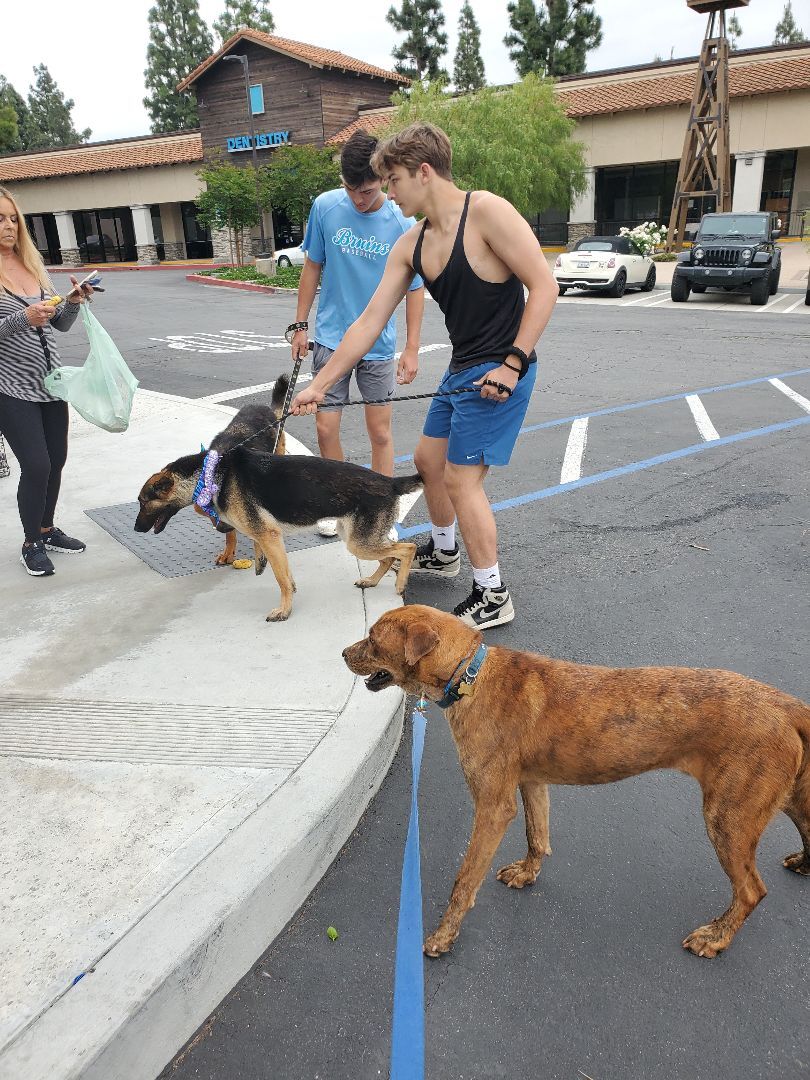 Enlarge Charlie Brown, a Adoptable mixed breed in Manhattan Beach, CA image 2/6