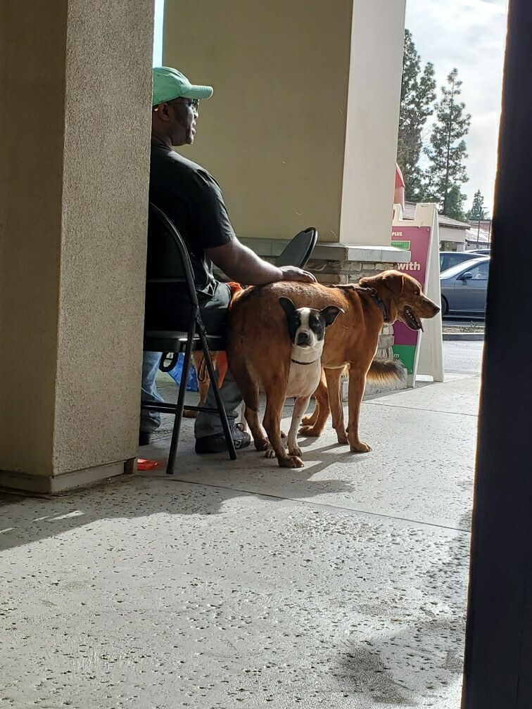 Enlarge Charlie Brown, a Adoptable mixed breed in Manhattan Beach, CA image 3/6