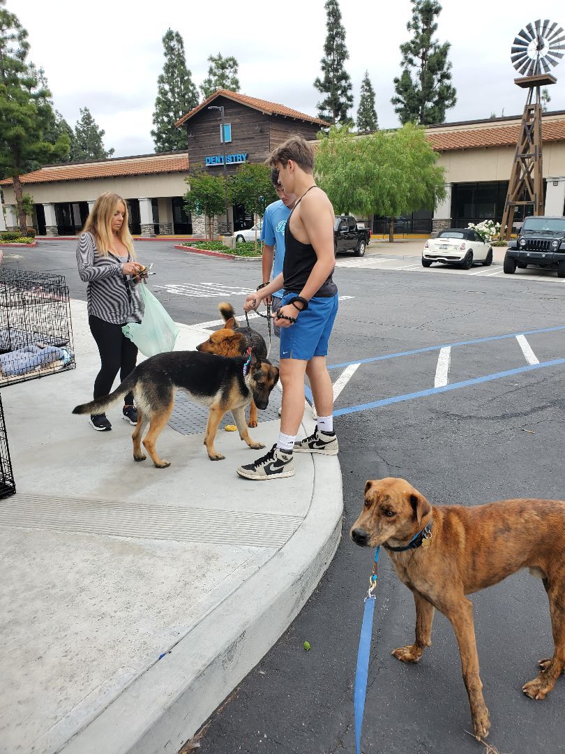 Enlarge Charlie Brown, a Adoptable mixed breed in Manhattan Beach, CA image 4/6