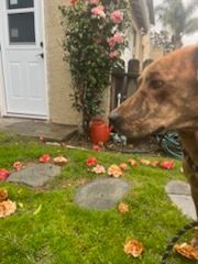 Enlarge Charlie Brown, a Adoptable mixed breed in Manhattan Beach, CA image 5/6