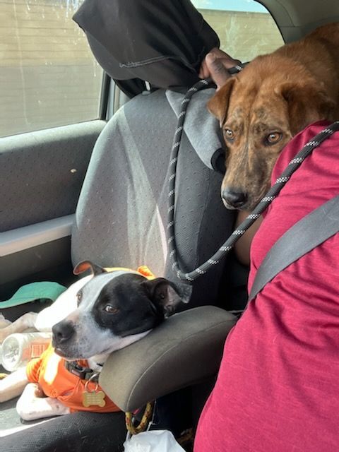 Enlarge Charlie Brown, a Adoptable mixed breed in Manhattan Beach, CA image 6/6