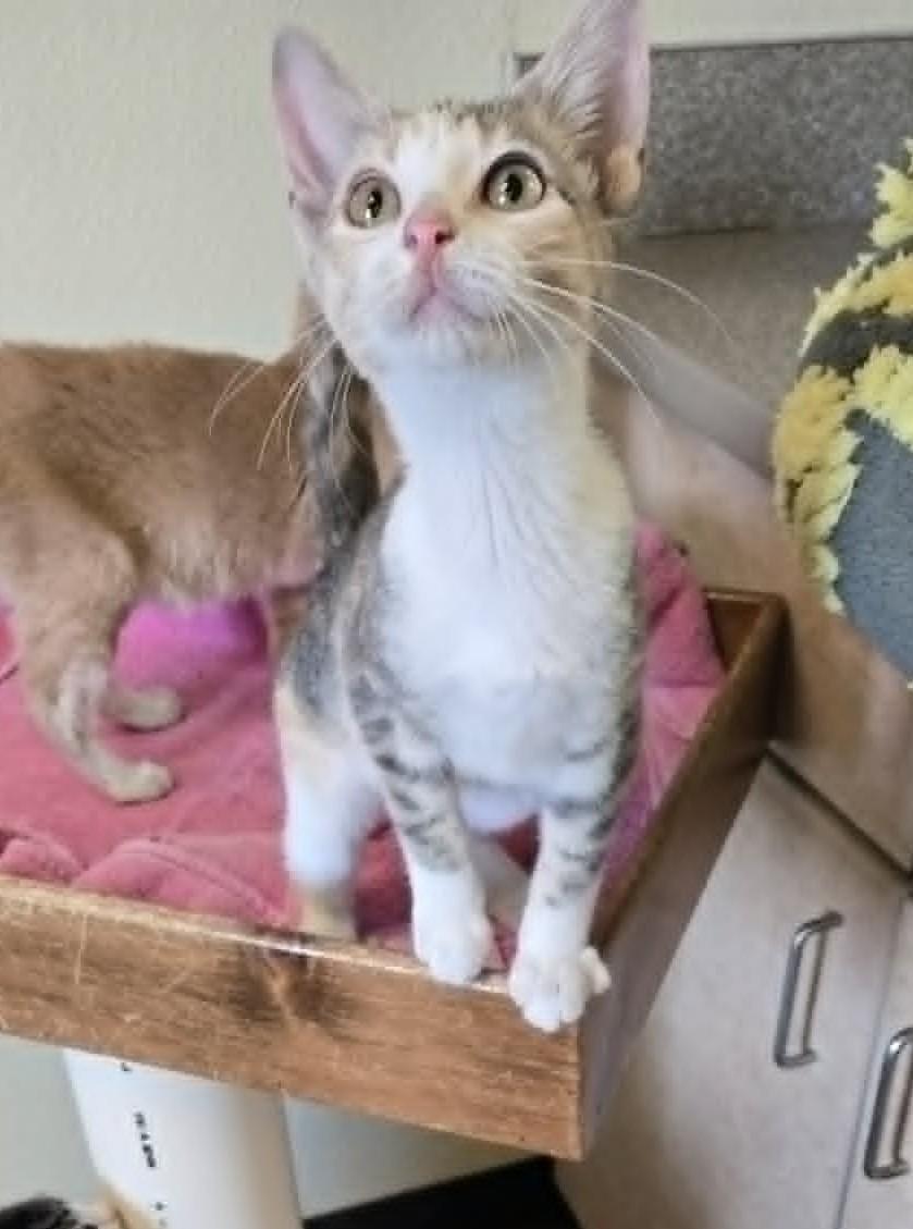 Enlarge Stella, an adopted Domestic Short Hair in Larned, KS image 2/2