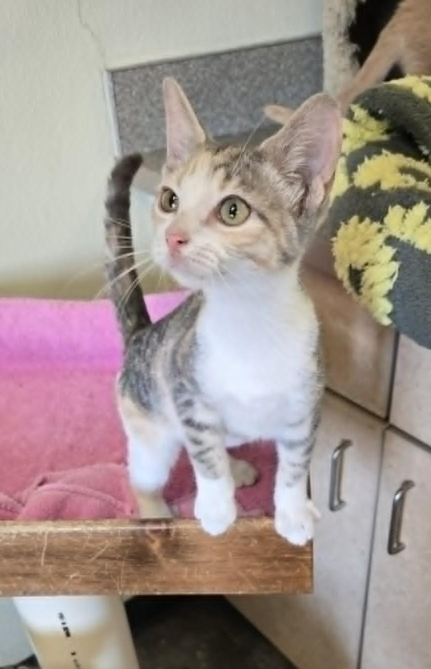 Enlarge Stella, an adopted Domestic Short Hair in Larned, KS image 1/2