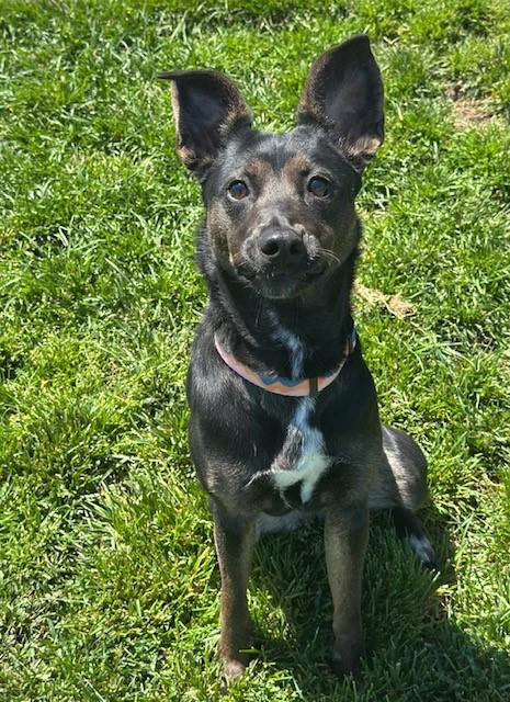 Raven, Young Female Border Collie