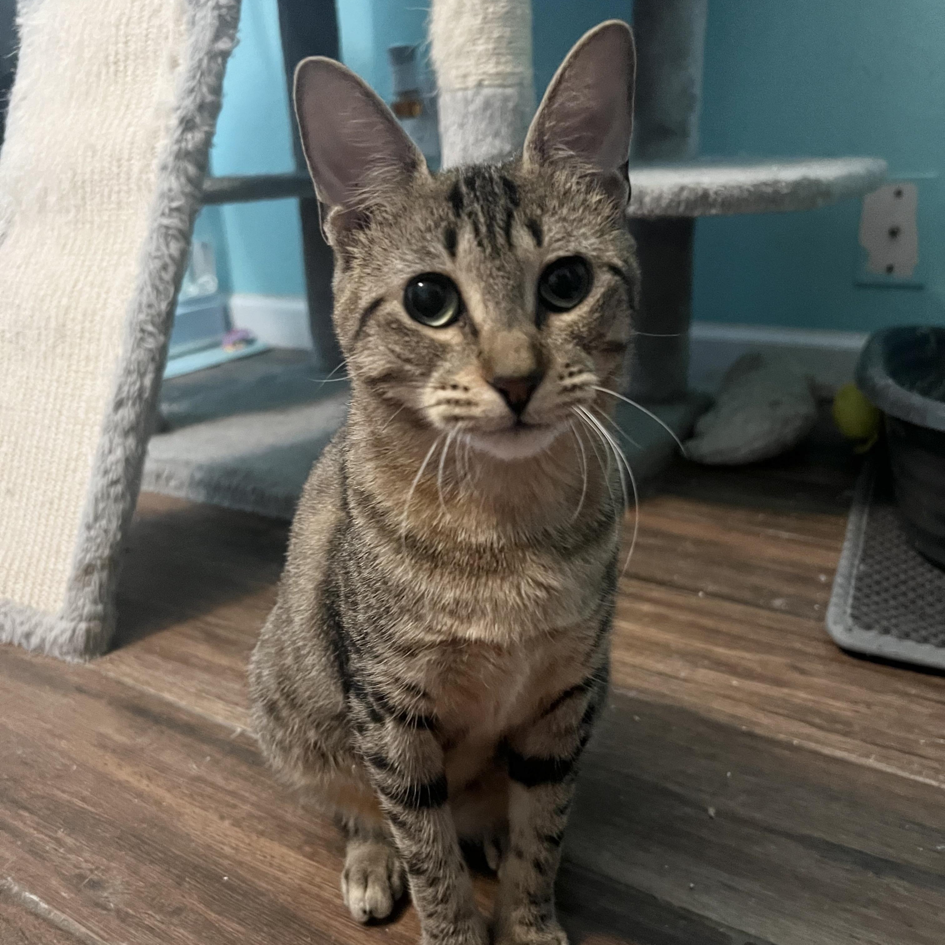 Enlarge Maira, a ADOPTABLE mixed breed in Bellevue, WA image 2/6