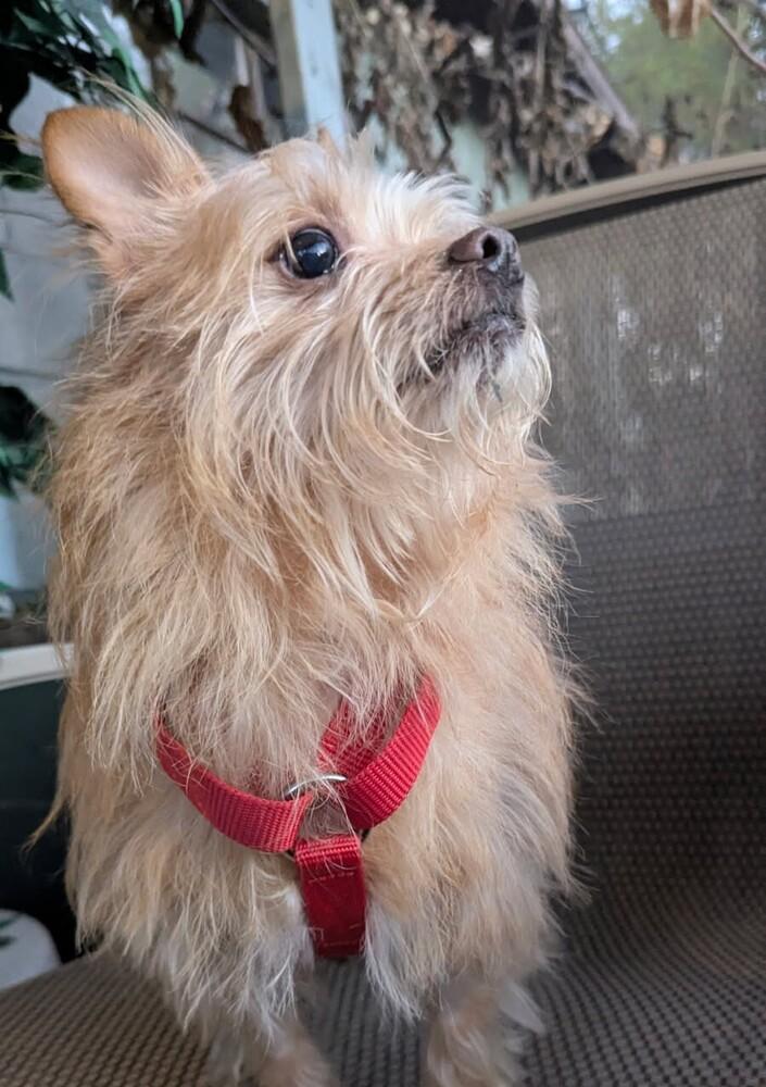 Bow Wow, Adoptable, Adult Male Cairn Terrier.