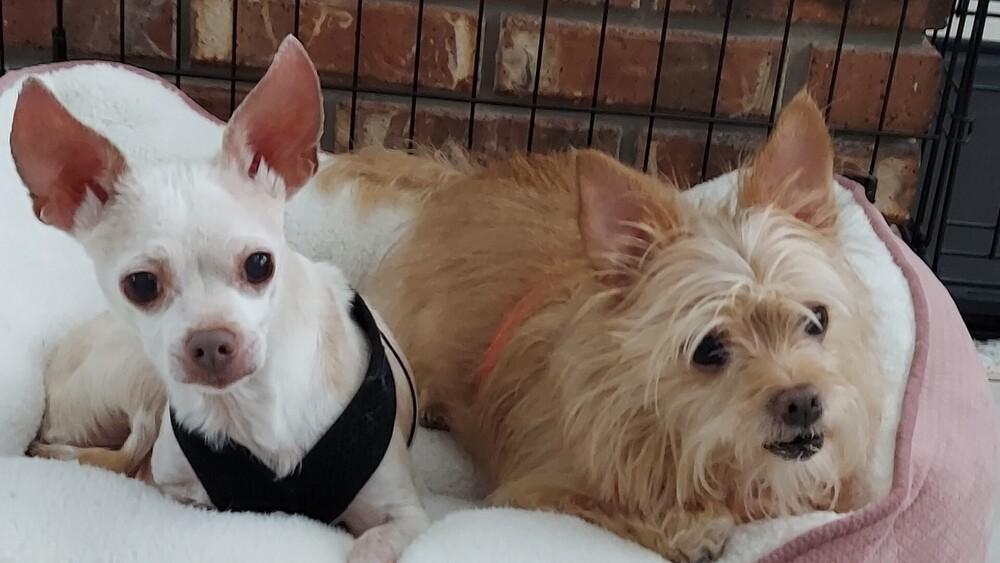Enlarge Bow Wow, a Adoptable mixed breed in Orlando, FL image 2/6