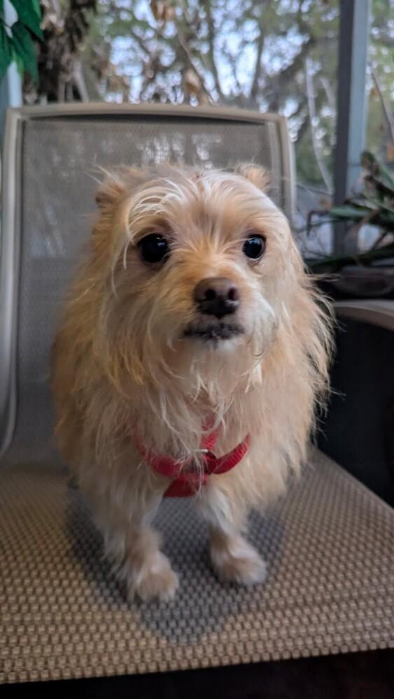 Bow Wow, Adoptable, Adult Male Cairn Terrier.