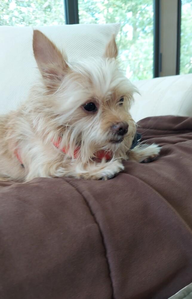 Bow Wow, a Adoptable mixed breed in Orlando, FL image 3/6