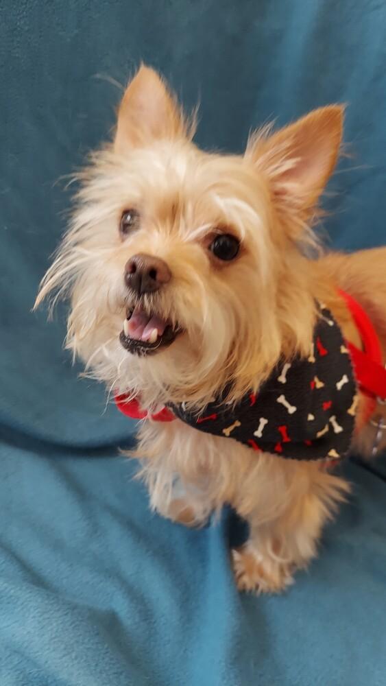 Bow Wow, a Adoptable mixed breed in Orlando, FL image 4/6