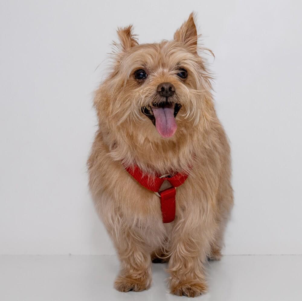 Enlarge Bow Wow, a Adoptable mixed breed in Orlando, FL image 3/6