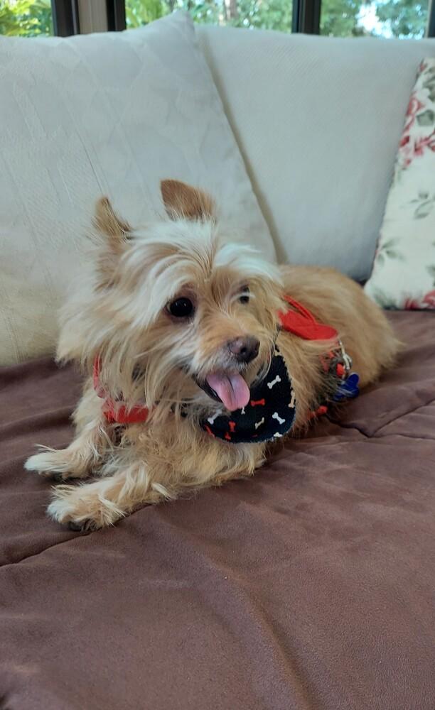 Bow Wow, a Adoptable mixed breed in Orlando, FL image 5/6