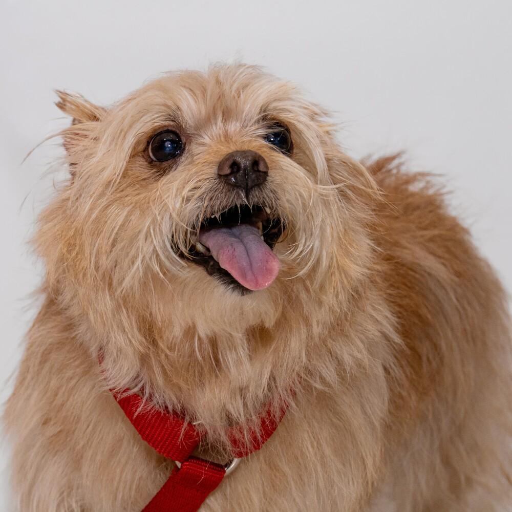Enlarge Bow Wow, a Adoptable mixed breed in Orlando, FL image 5/6