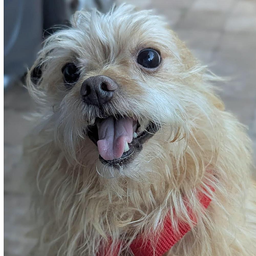 Enlarge Bow Wow, a Adoptable mixed breed in Orlando, FL image 5/6