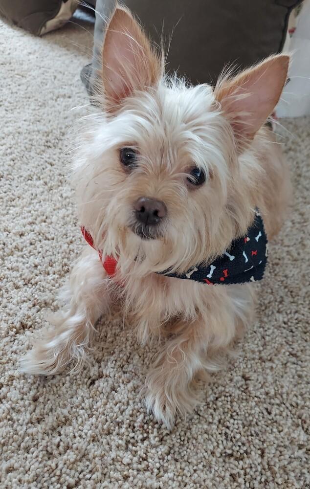 Bow Wow, a Adoptable mixed breed in Orlando, FL image 6/6