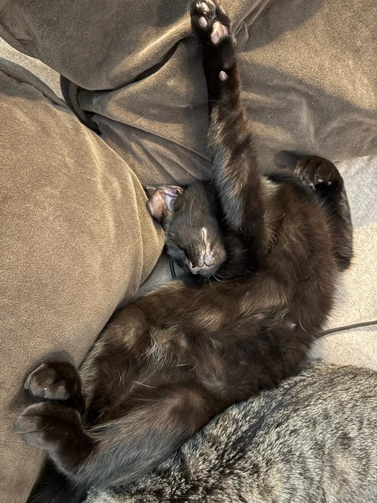 Enlarge Alex, a Adoptable Domestic Short Hair in Kinston, NC image 1/2