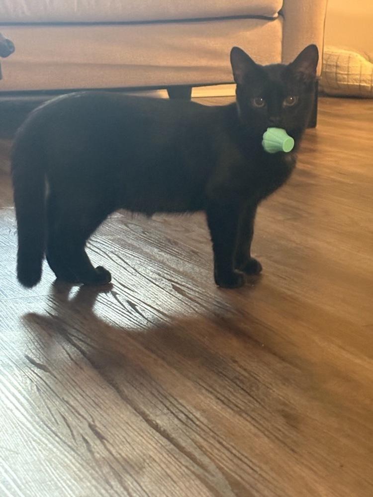 Enlarge Alex, a Adoptable Domestic Short Hair in Kinston, NC image 2/2