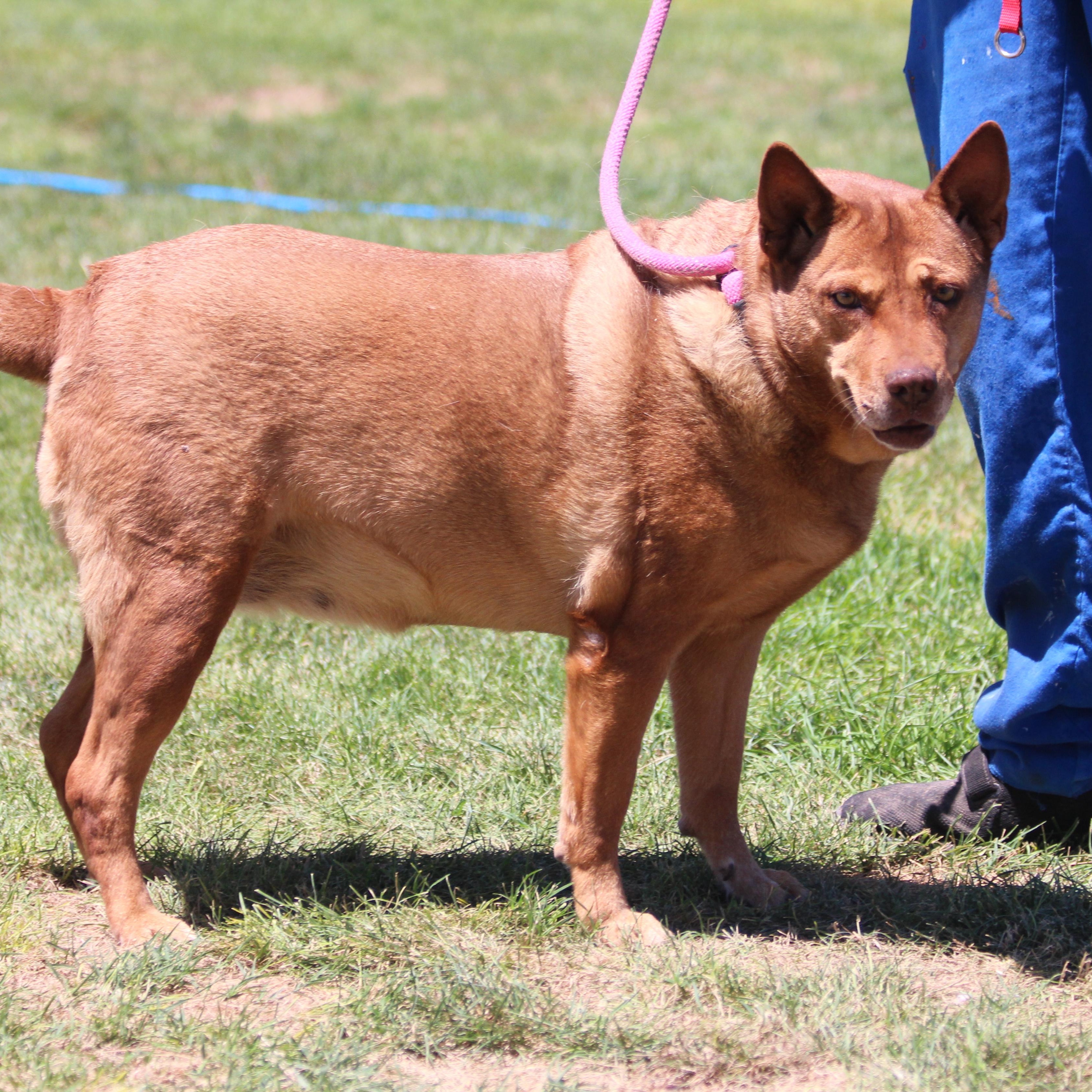 BEBEE, an adoptable Shepherd in Pearce, AZ, 85625 | Photo Image 3