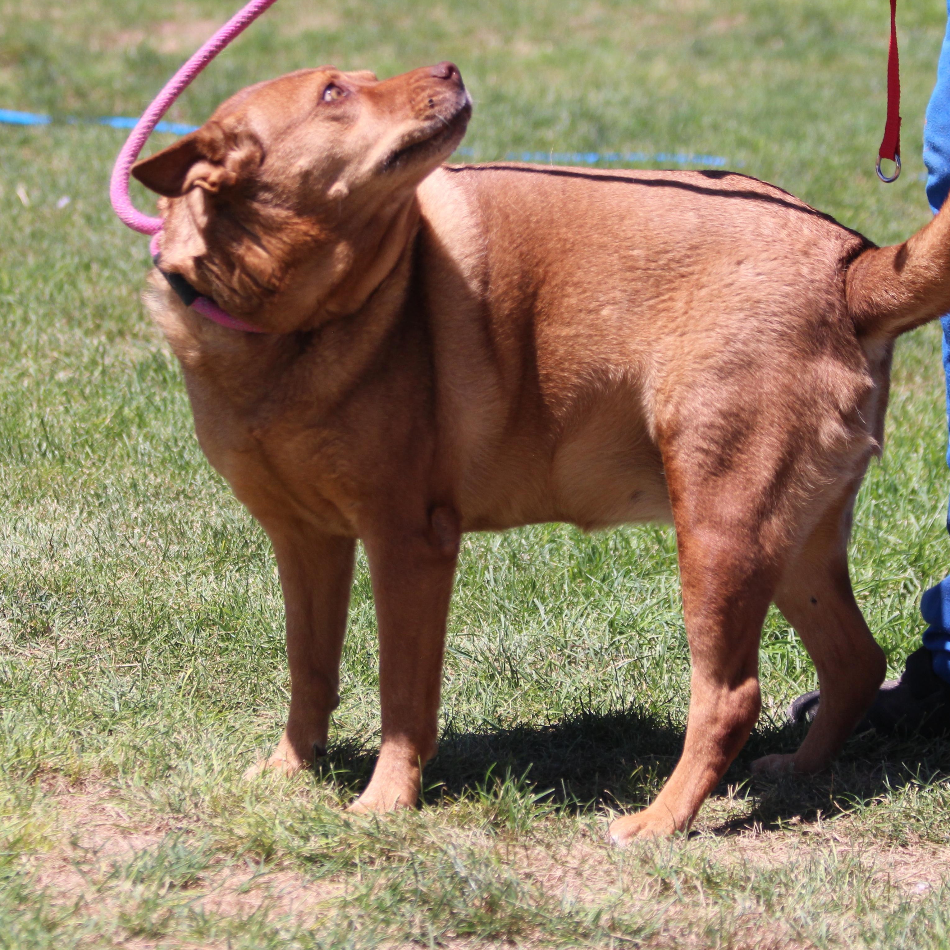 BEBEE, an adoptable Shepherd in Pearce, AZ, 85625 | Photo Image 2