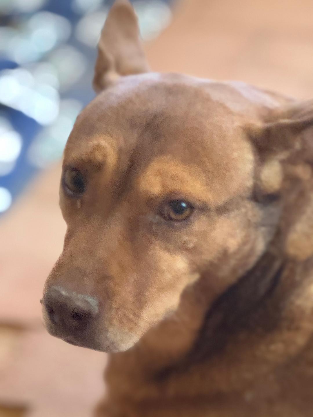BEBEE, an adoptable Shepherd in Pearce, AZ, 85625 | Photo Image 5
