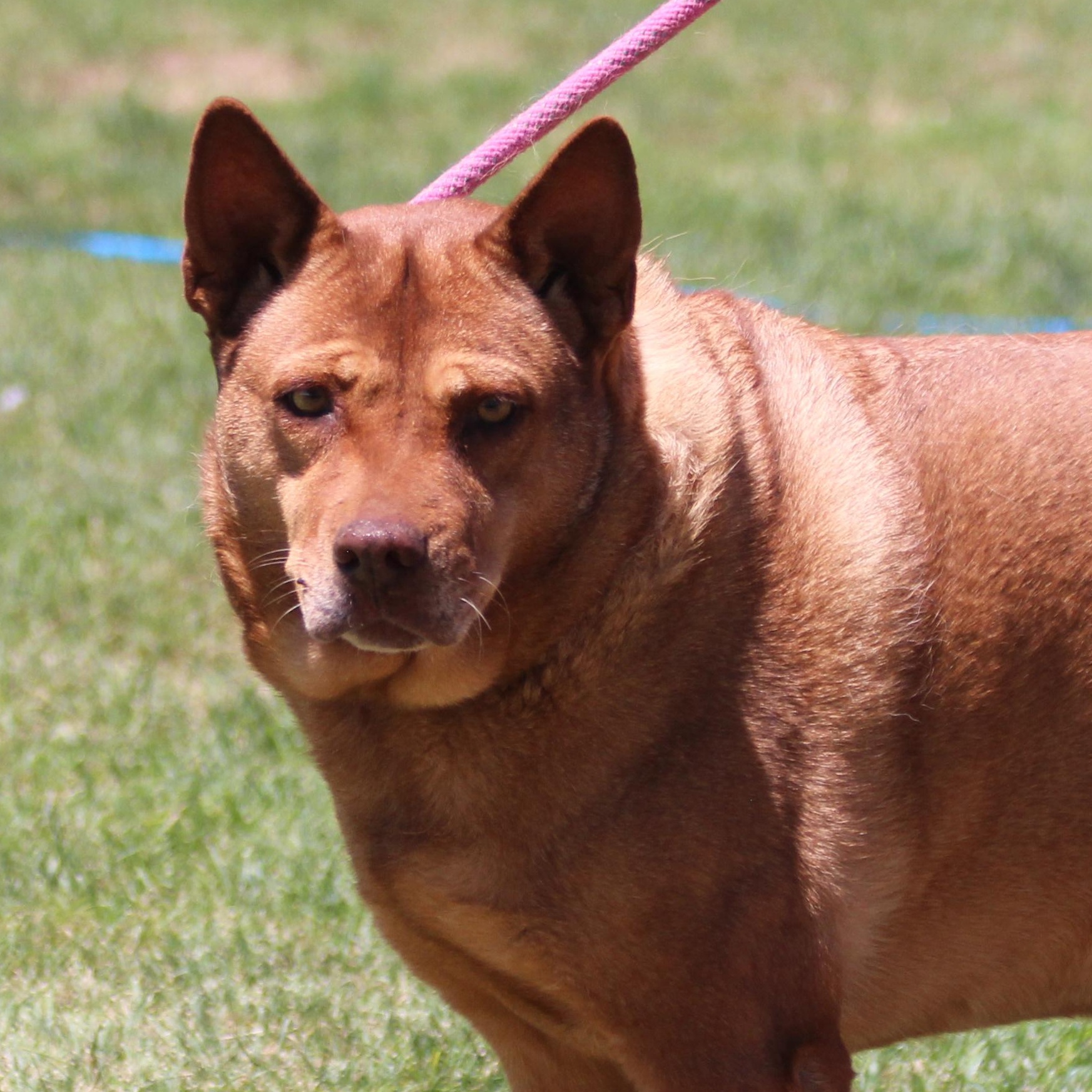 BEBEE, Adoptable, Adult Female Shepherd.