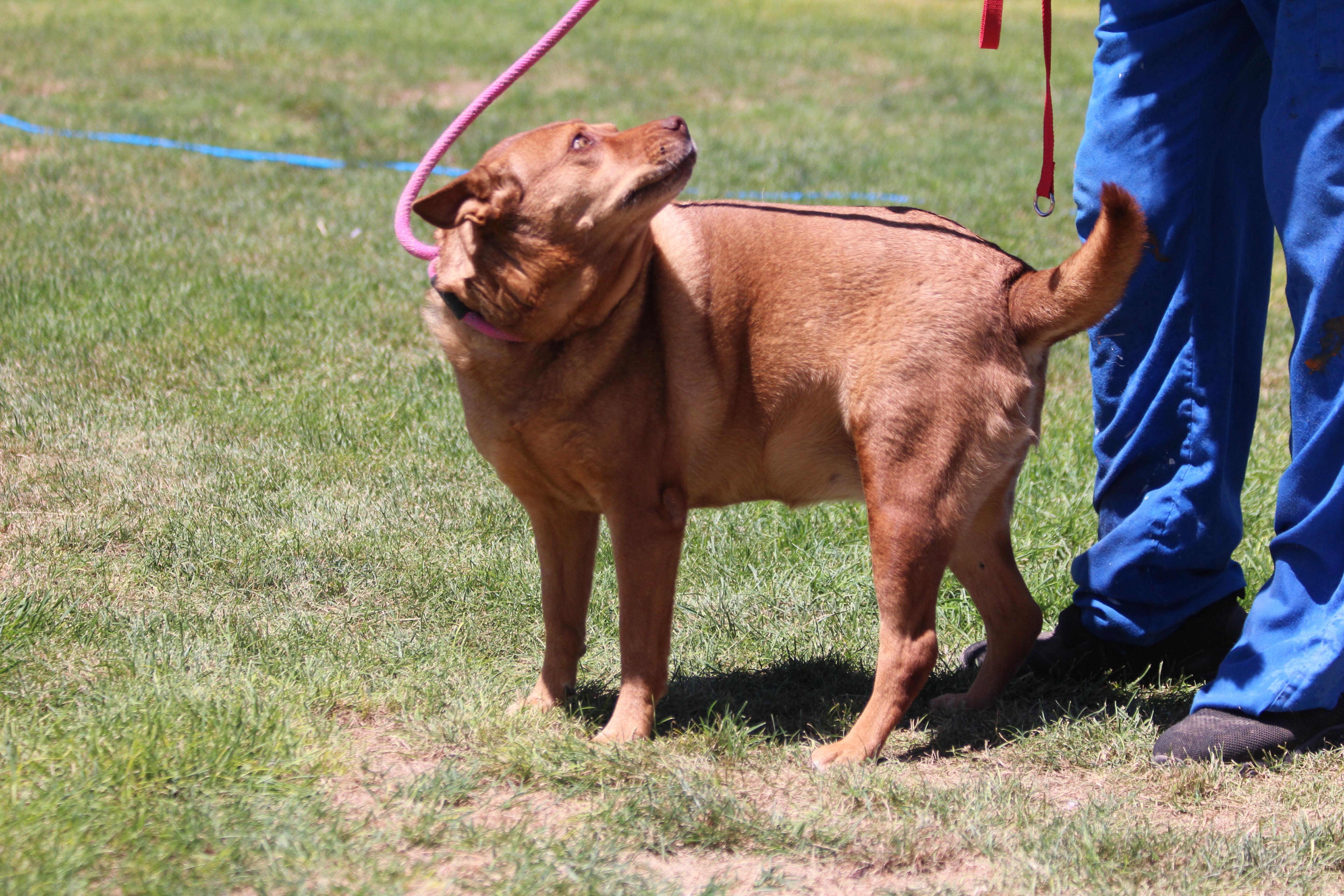 BEBEE, an adoptable Shepherd in Pearce, AZ, 85625 | Photo Image 4