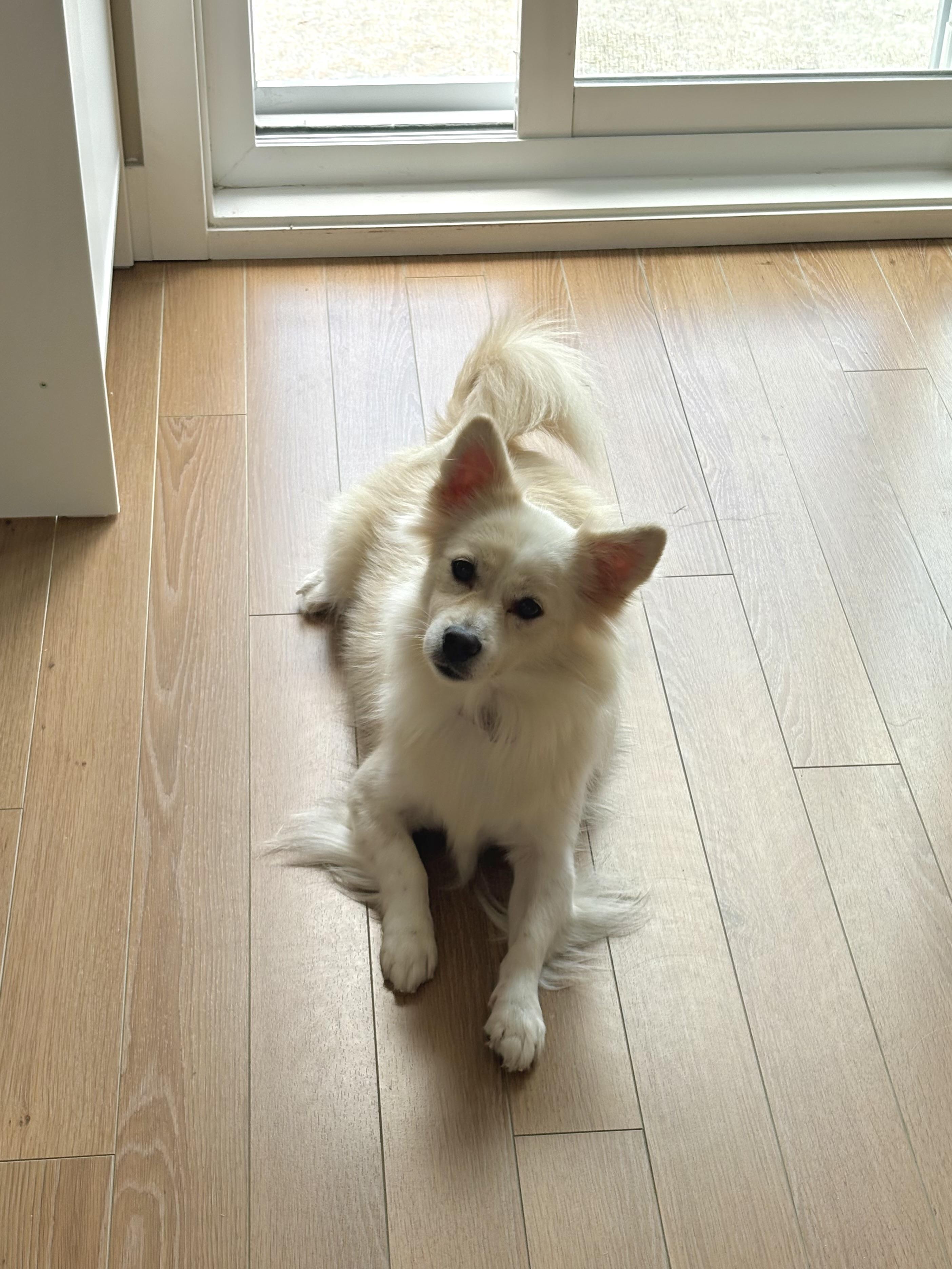 Timo, Adopted, Young Male Mixed Breed.