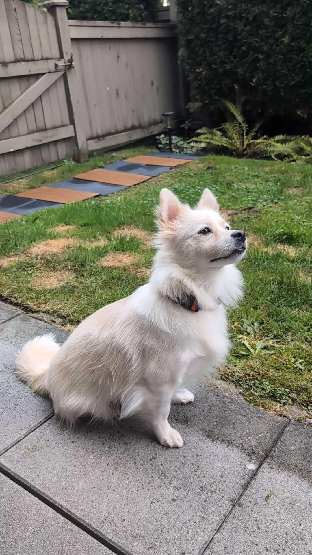 Enlarge Timo, a Adopted Mixed Breed in Surrey, BC image 2/6