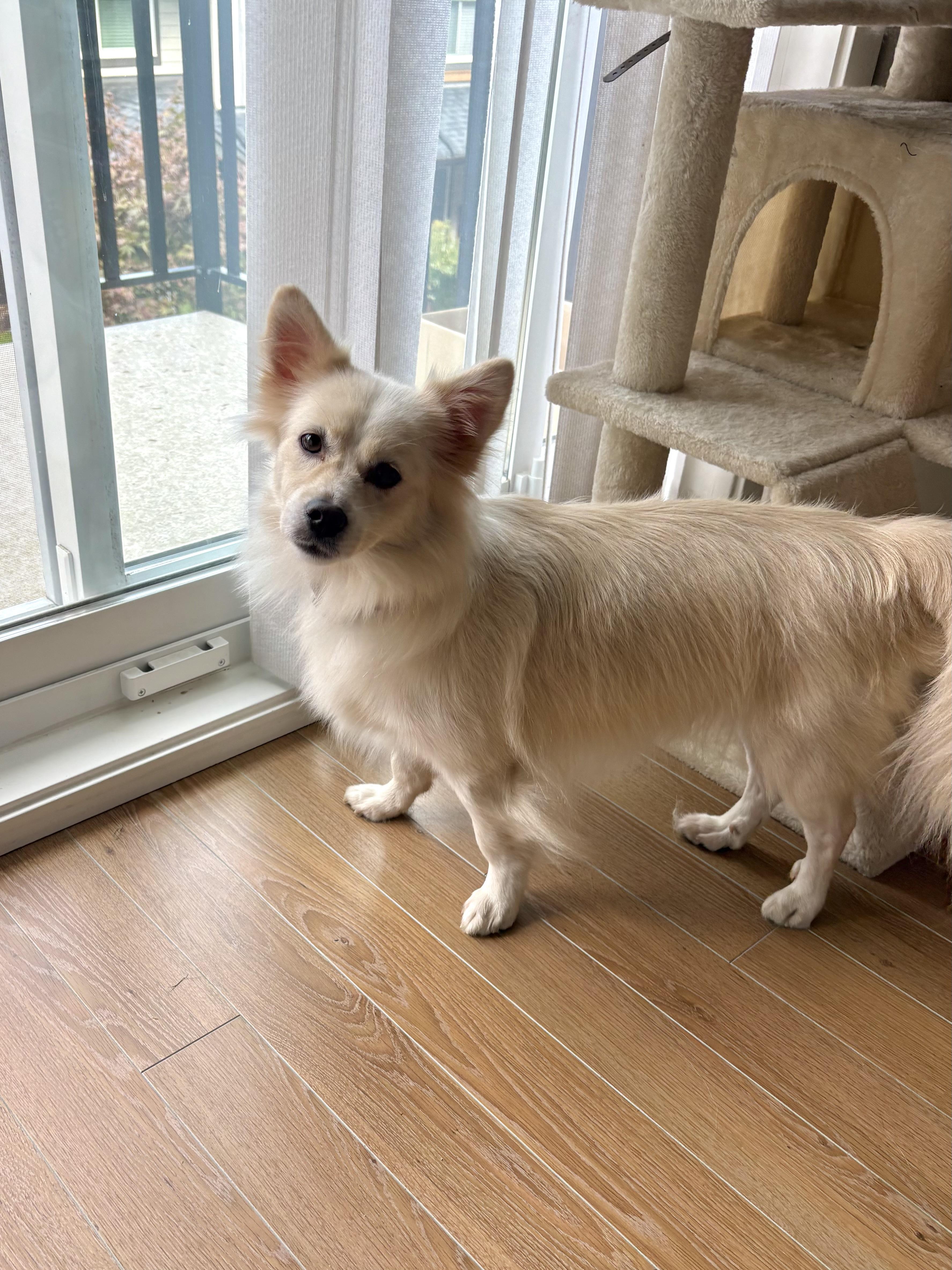 Enlarge Timo, a Adopted Mixed Breed in Surrey, BC image 4/6