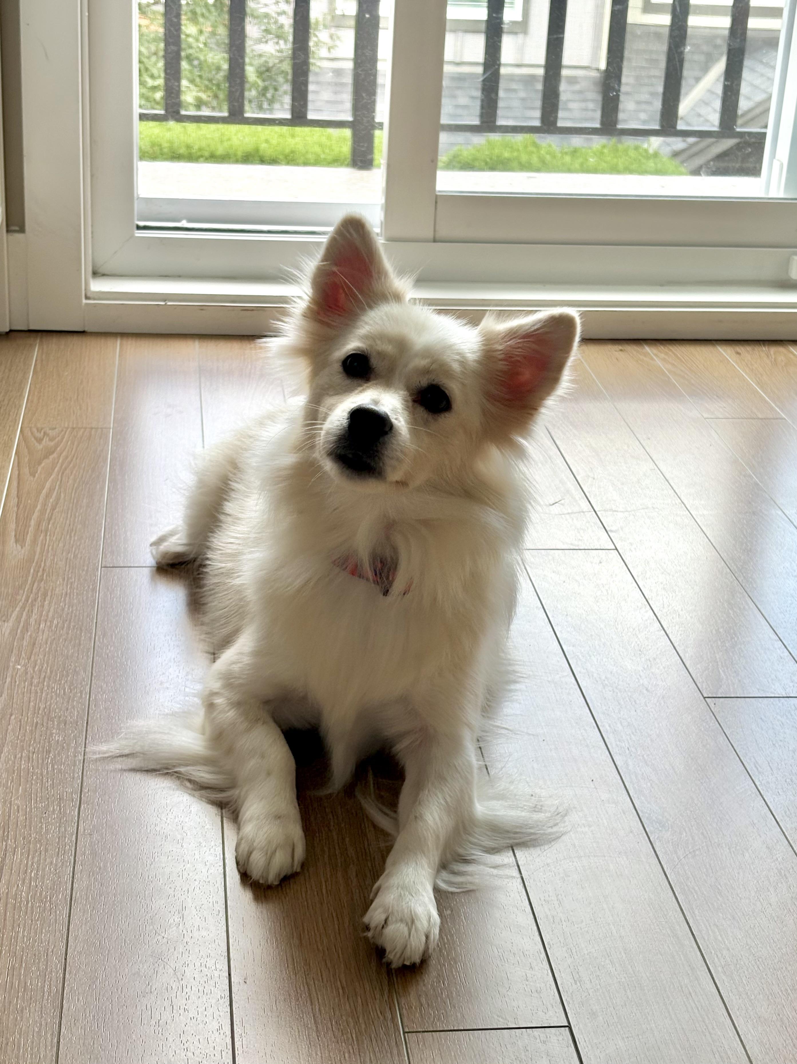 Enlarge Timo, a Adopted Mixed Breed in Surrey, BC image 5/6