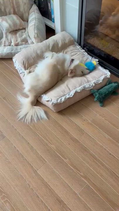 Enlarge Timo, a Adopted Mixed Breed in Surrey, BC video 6/6