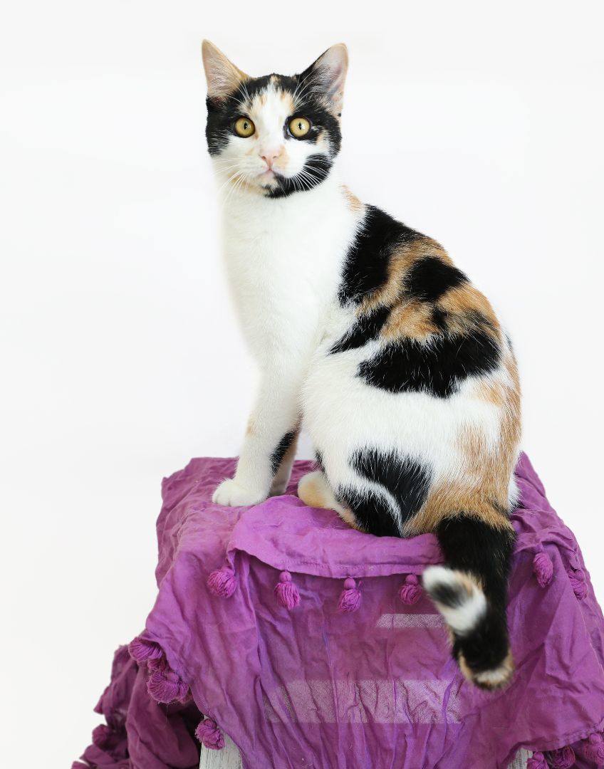 SHELLY, a Adoptable mixed breed in Homewood, AL image 1/4