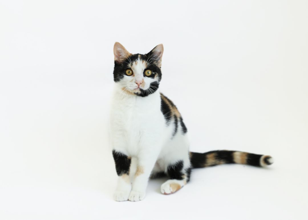 SHELLY, a Adoptable mixed breed in Homewood, AL image 2/4