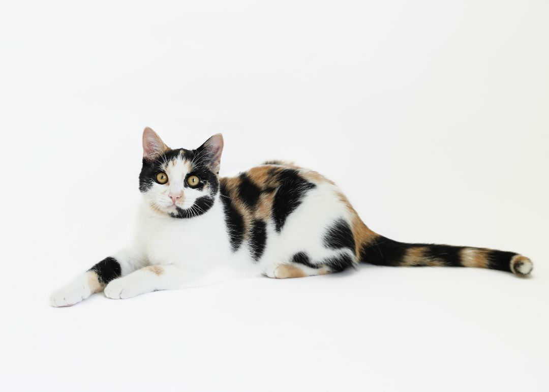 SHELLY, Young Female unknown