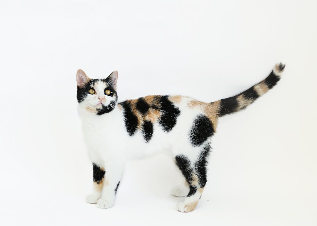 SHELLY, a Adoptable mixed breed in Homewood, AL image 4/4