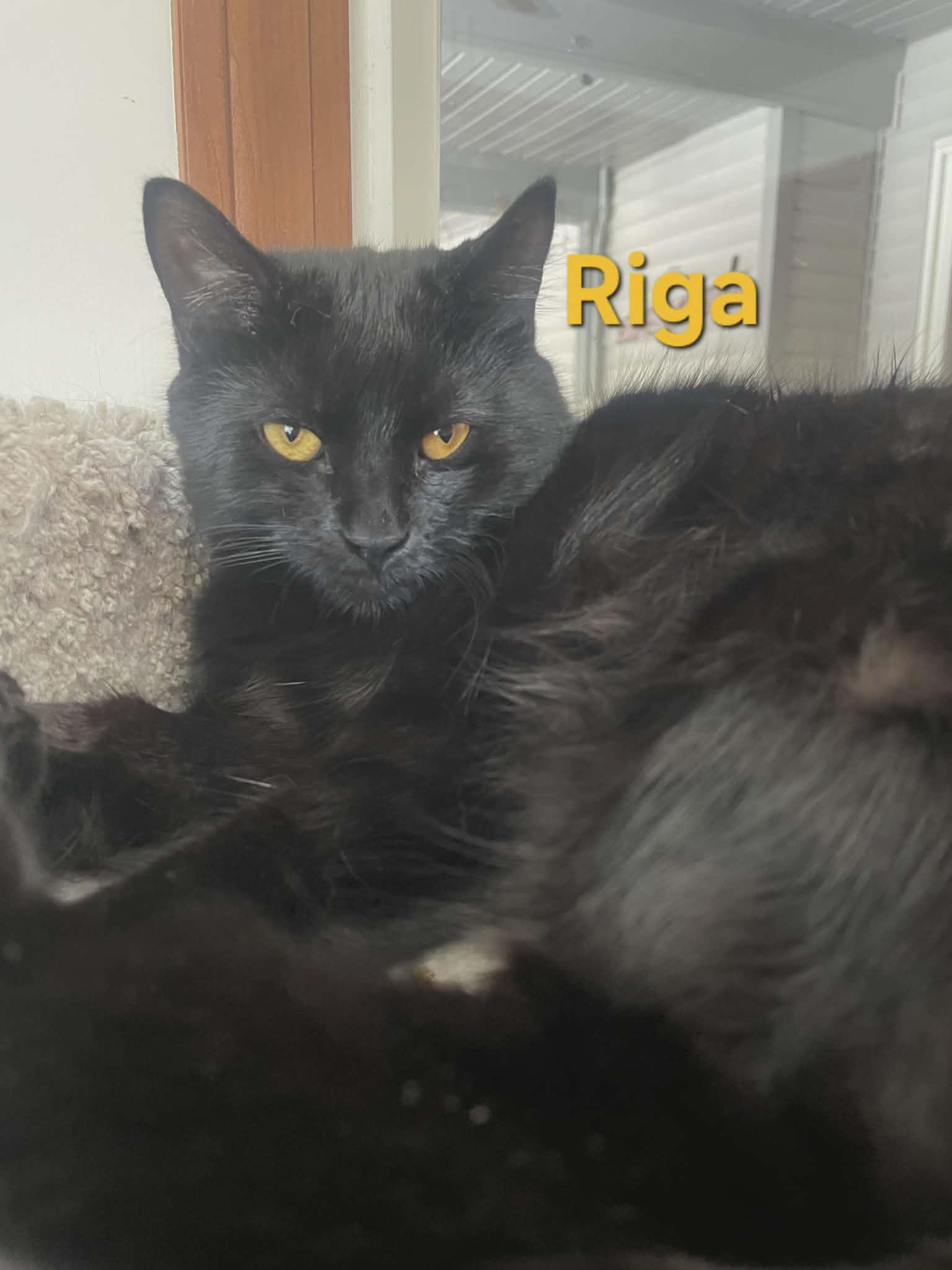Riga, Adoptable, Kitten Female Domestic Short Hair.