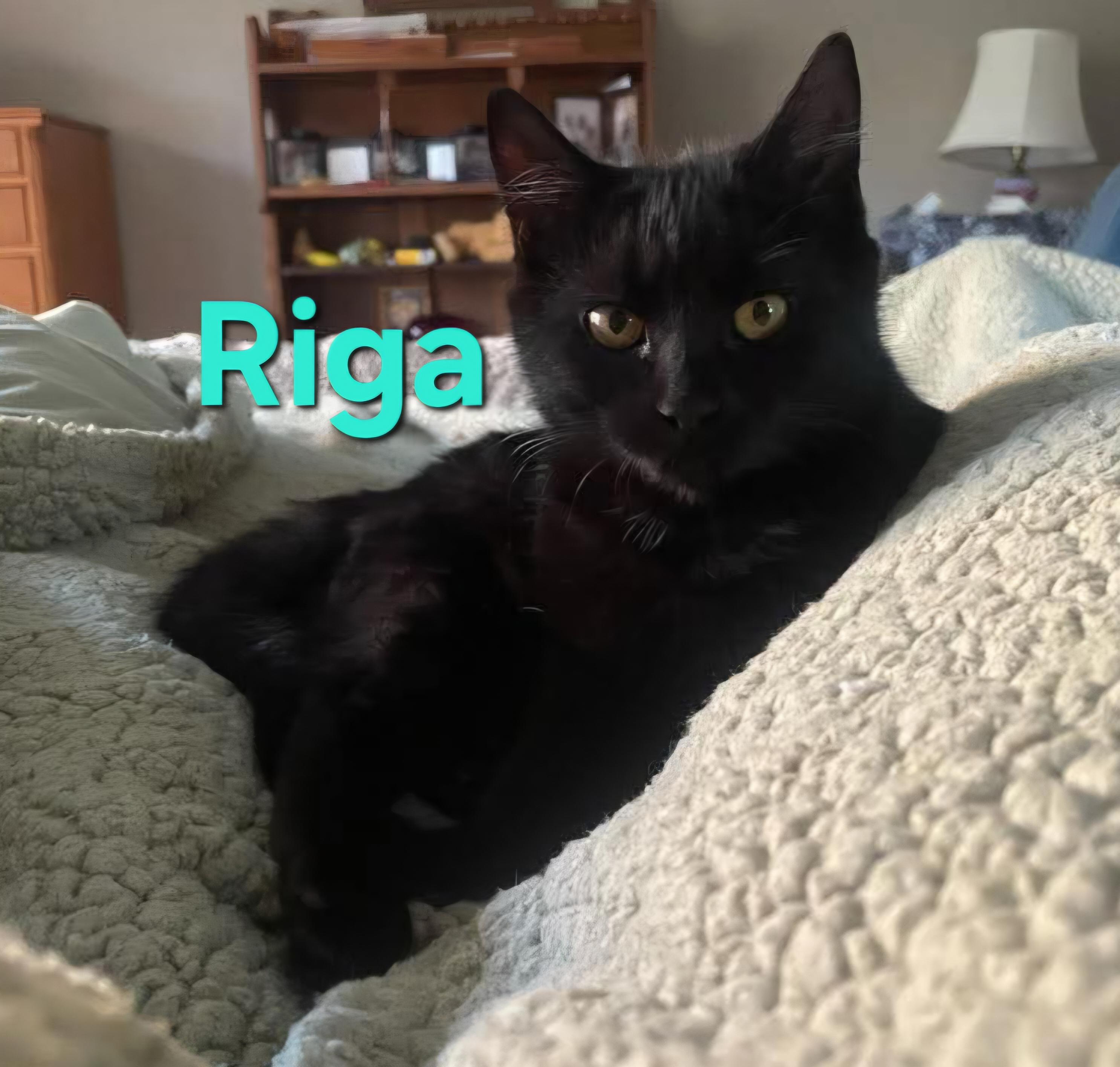 Riga, Adoptable, Kitten Female Domestic Short Hair.