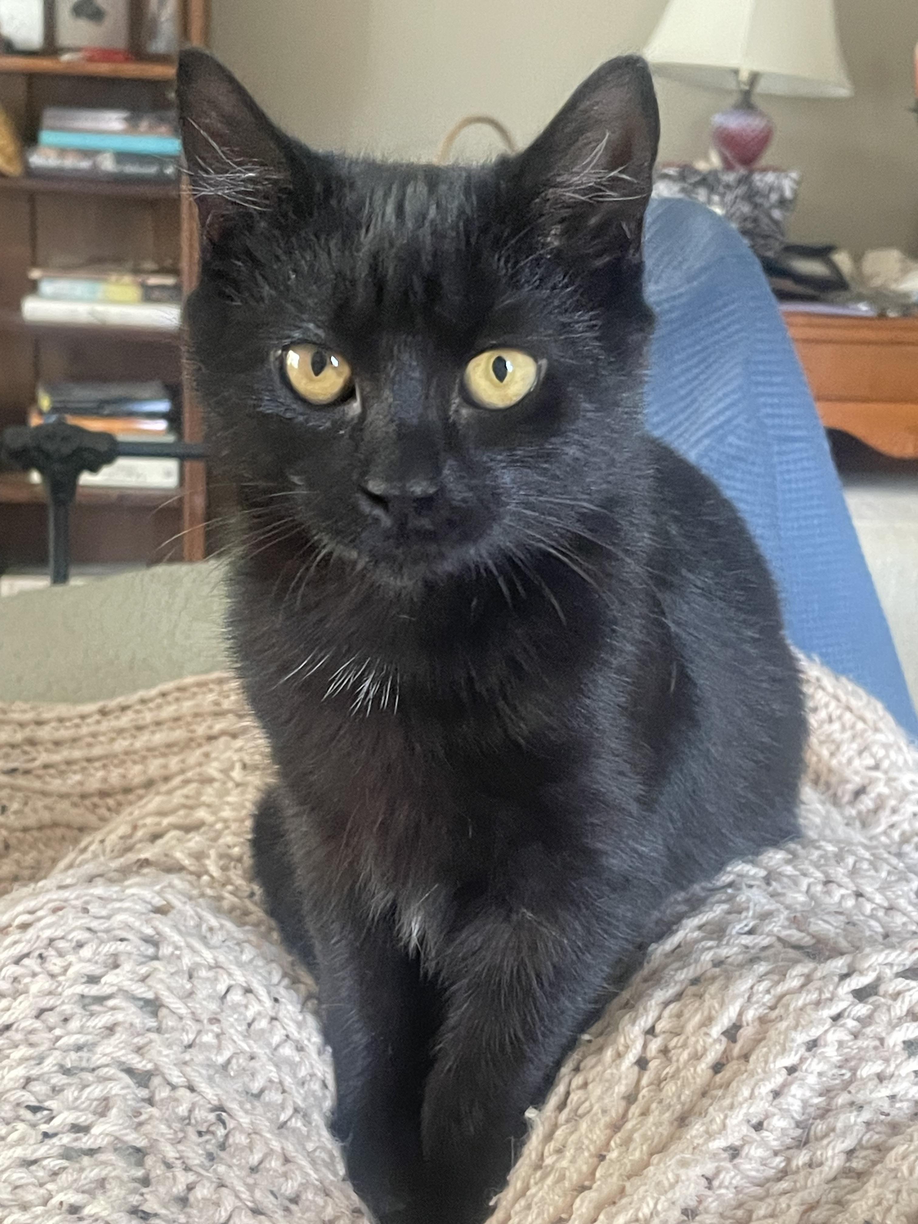 Riga, a Adoptable Domestic Short Hair in Chicopee, MA image 2/3