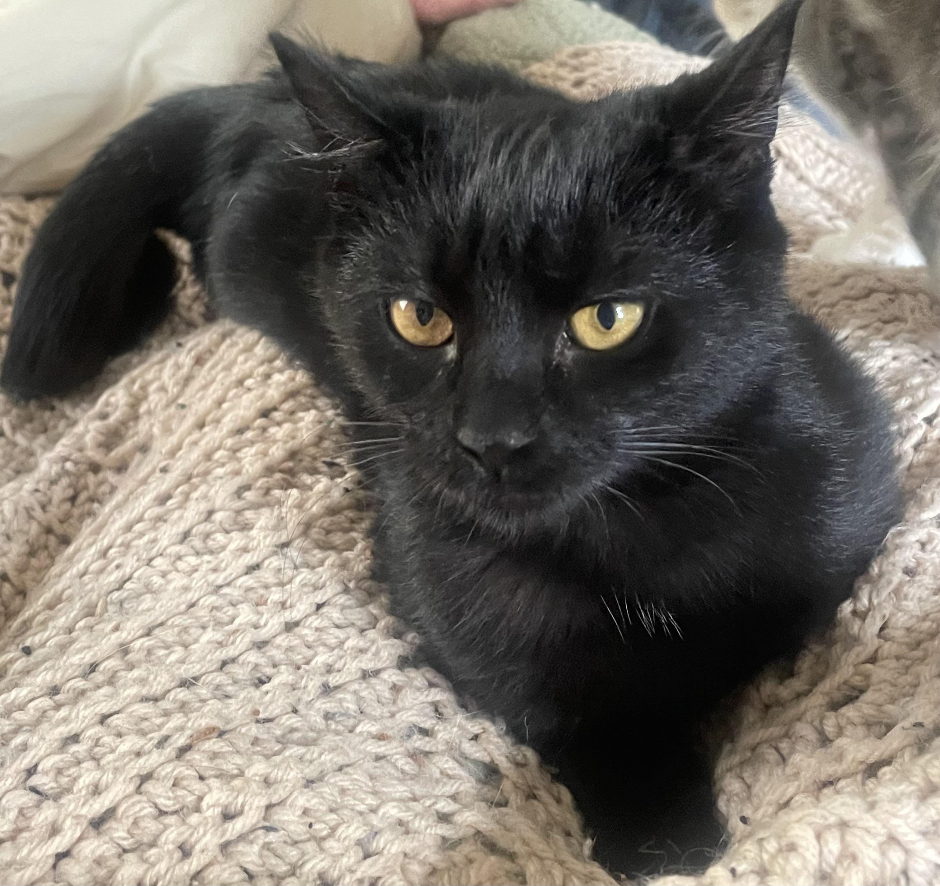 Riga, a Adoptable Domestic Short Hair in Chicopee, MA image 3/3