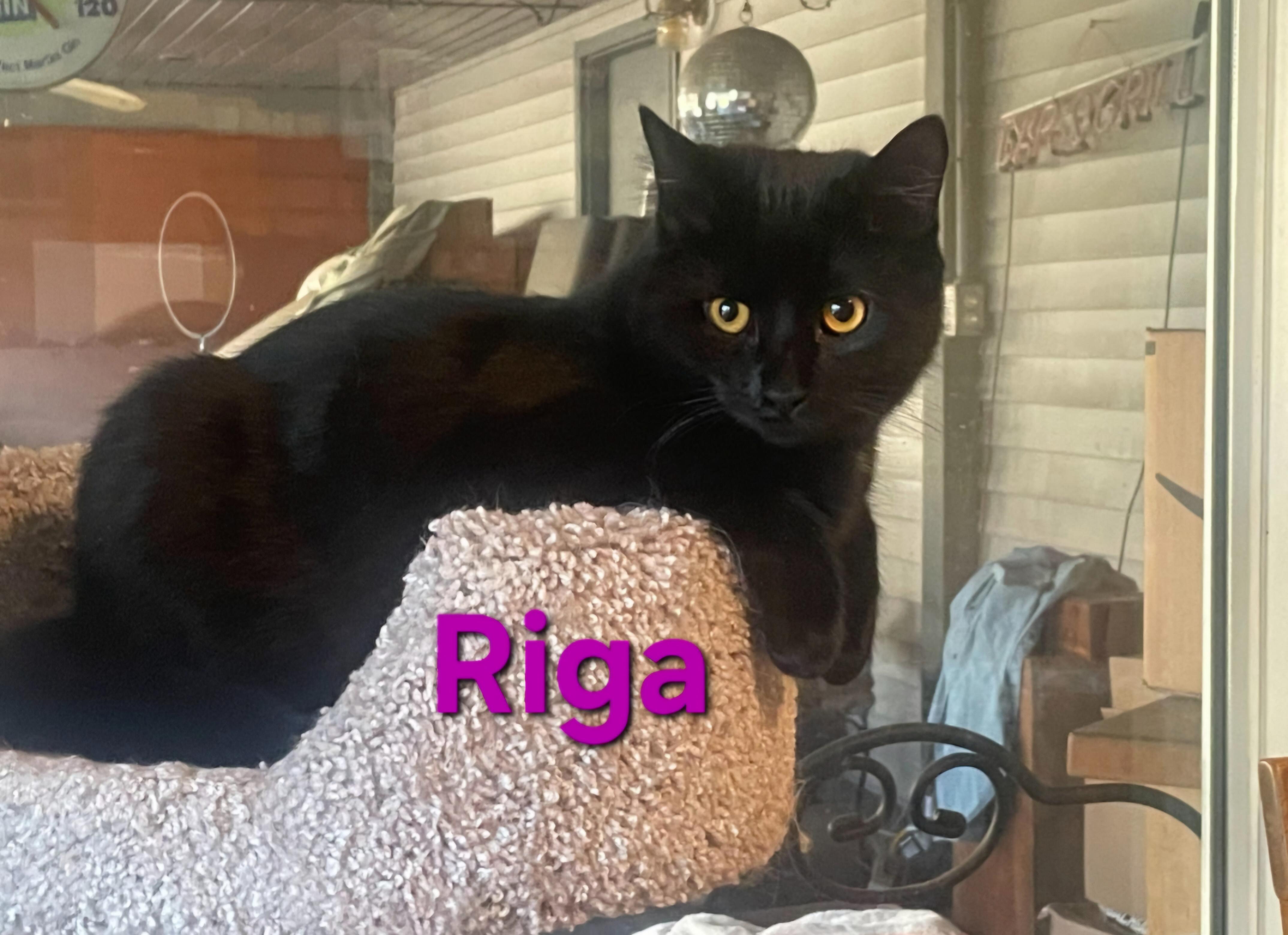 Riga, Adoptable, Kitten Female Domestic Short Hair.