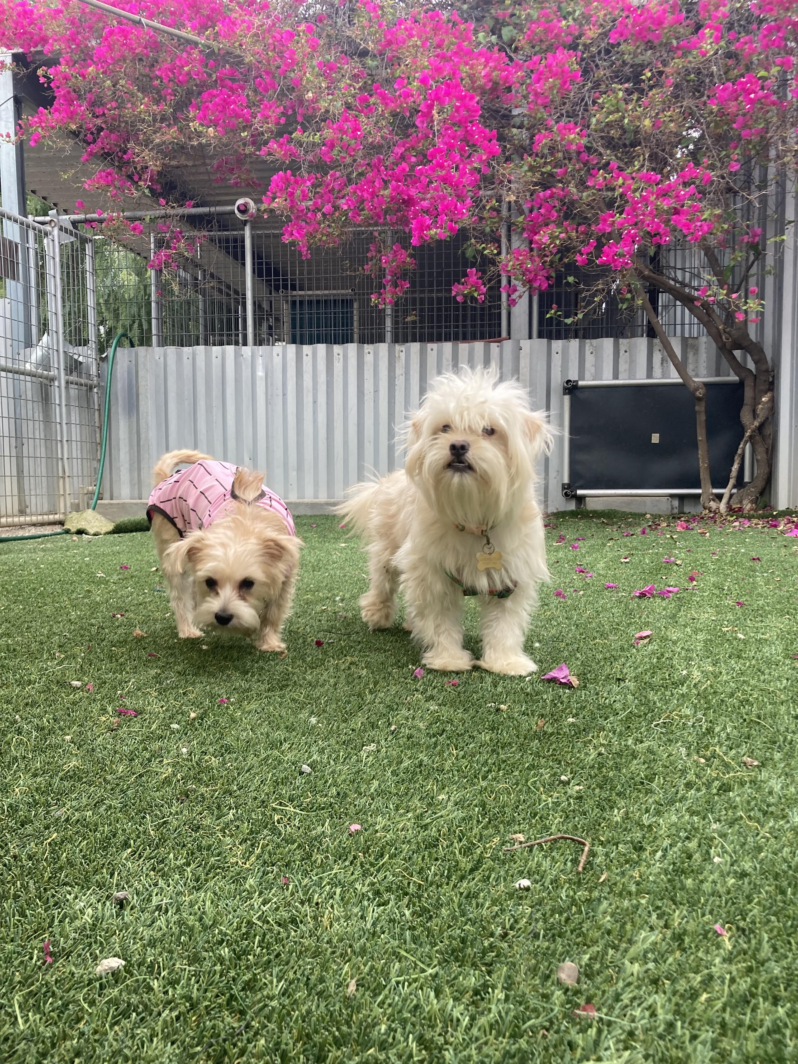 Enlarge DIOR (adopt or foster), a Adoptable mixed breed in Pasadena, CA image 2/6