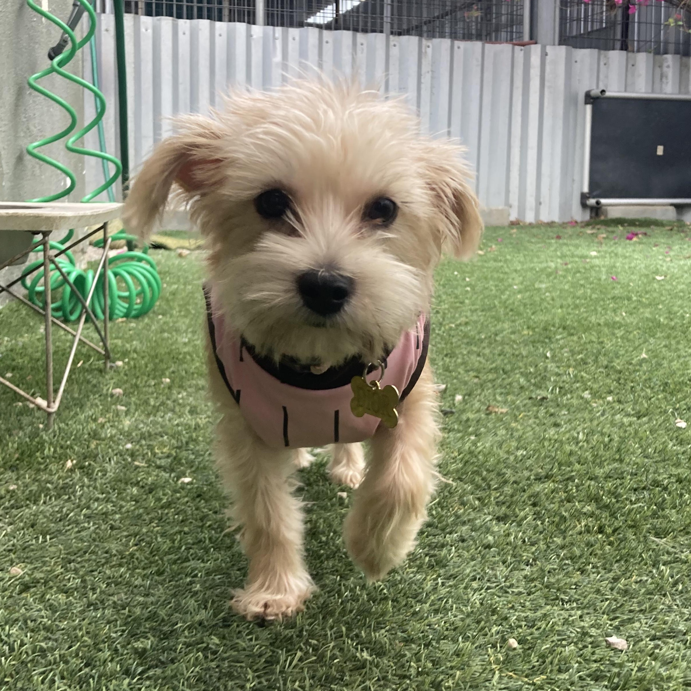 DIOR (adopt or foster), adopted, Puppy Female Terrier.