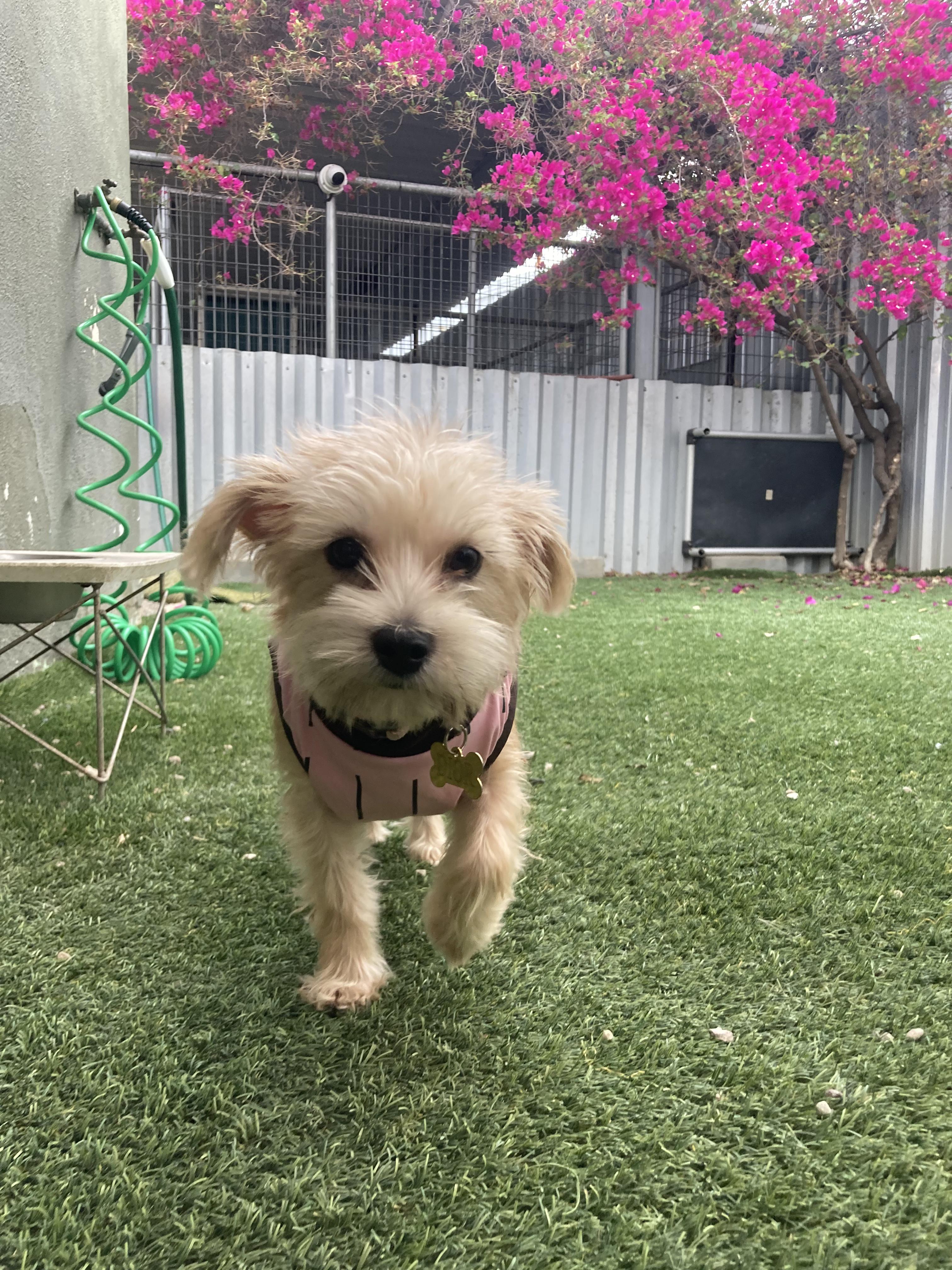 Enlarge DIOR (adopt or foster), a Adoptable mixed breed in Pasadena, CA image 4/6