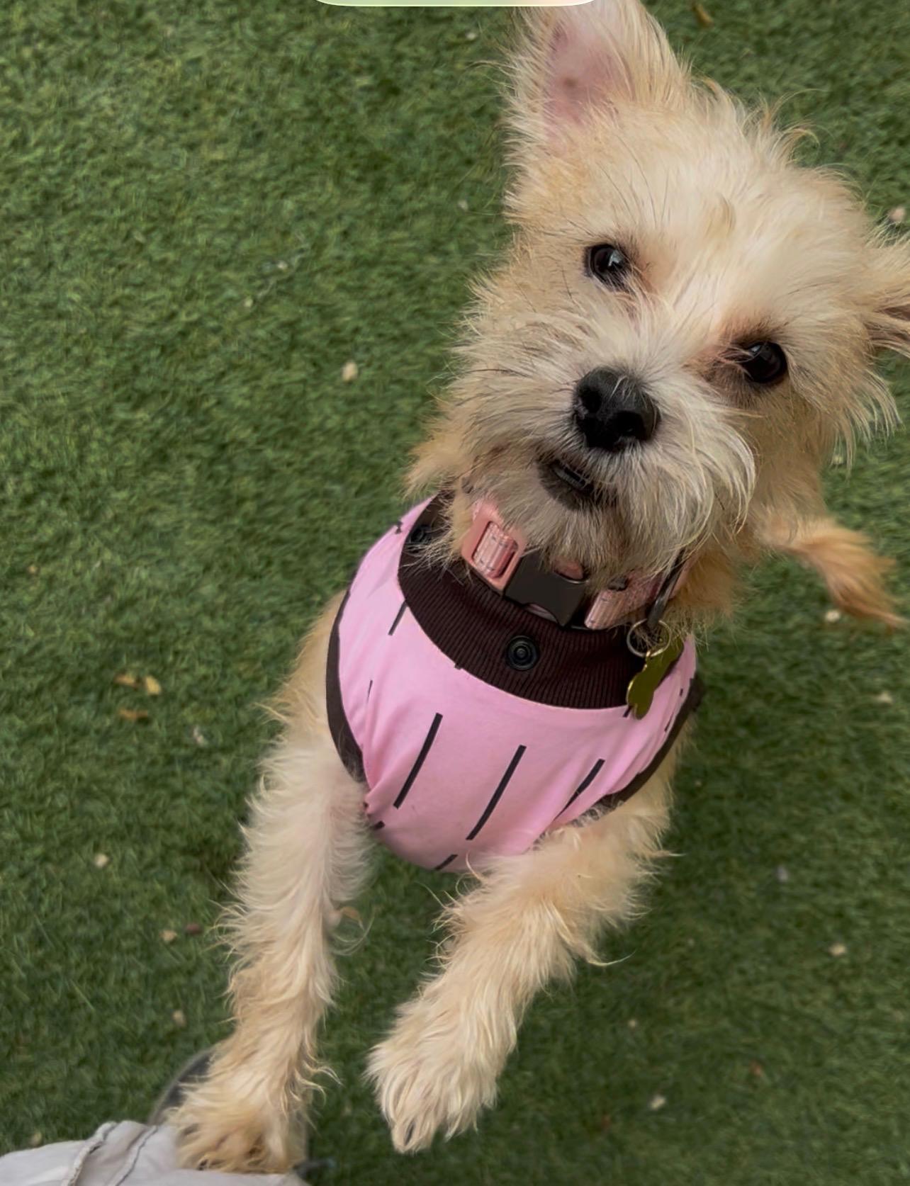 Enlarge DIOR (adopt or foster), a Adoptable mixed breed in Pasadena, CA image 1/6