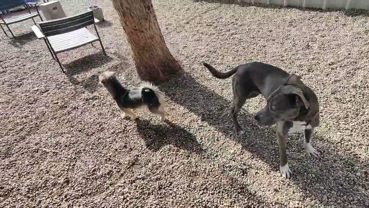 Enlarge DIOR (adopt or foster), a Adoptable mixed breed in Pasadena, CA video 5/6