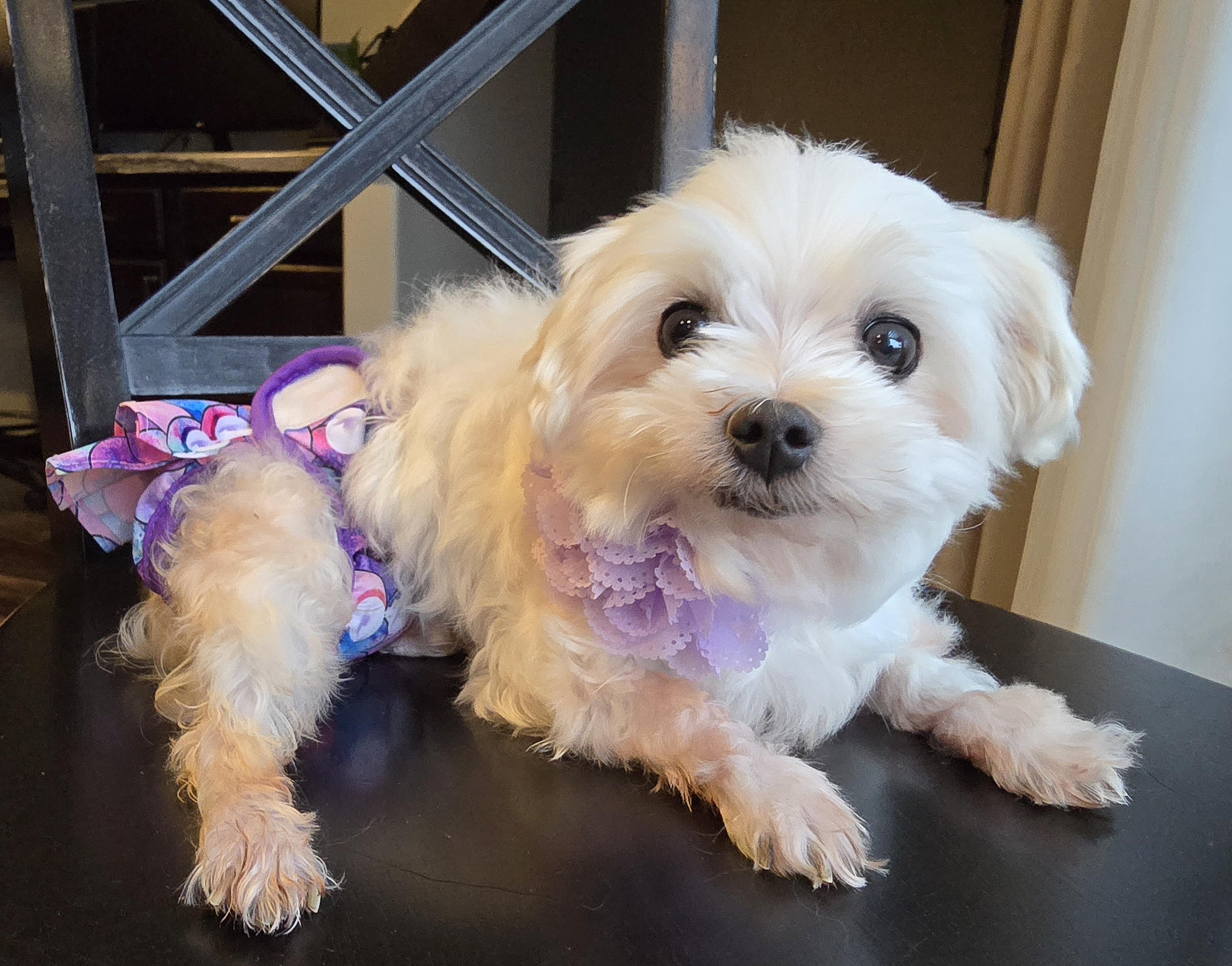 Rose, a Adoptable Maltese in Cedar Rapids, IA image 2/6