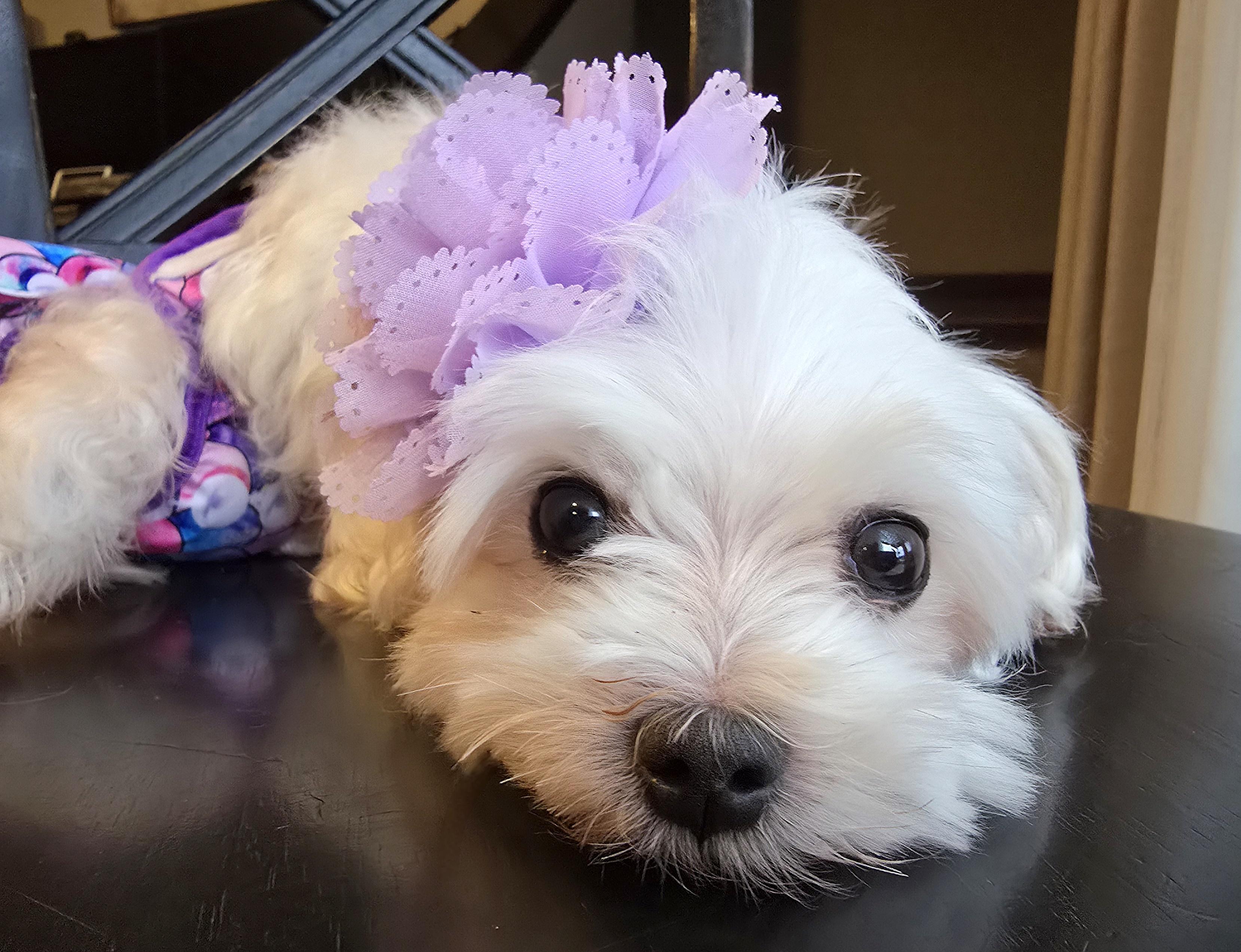 Rose, a Adoptable Maltese in Cedar Rapids, IA image 3/6