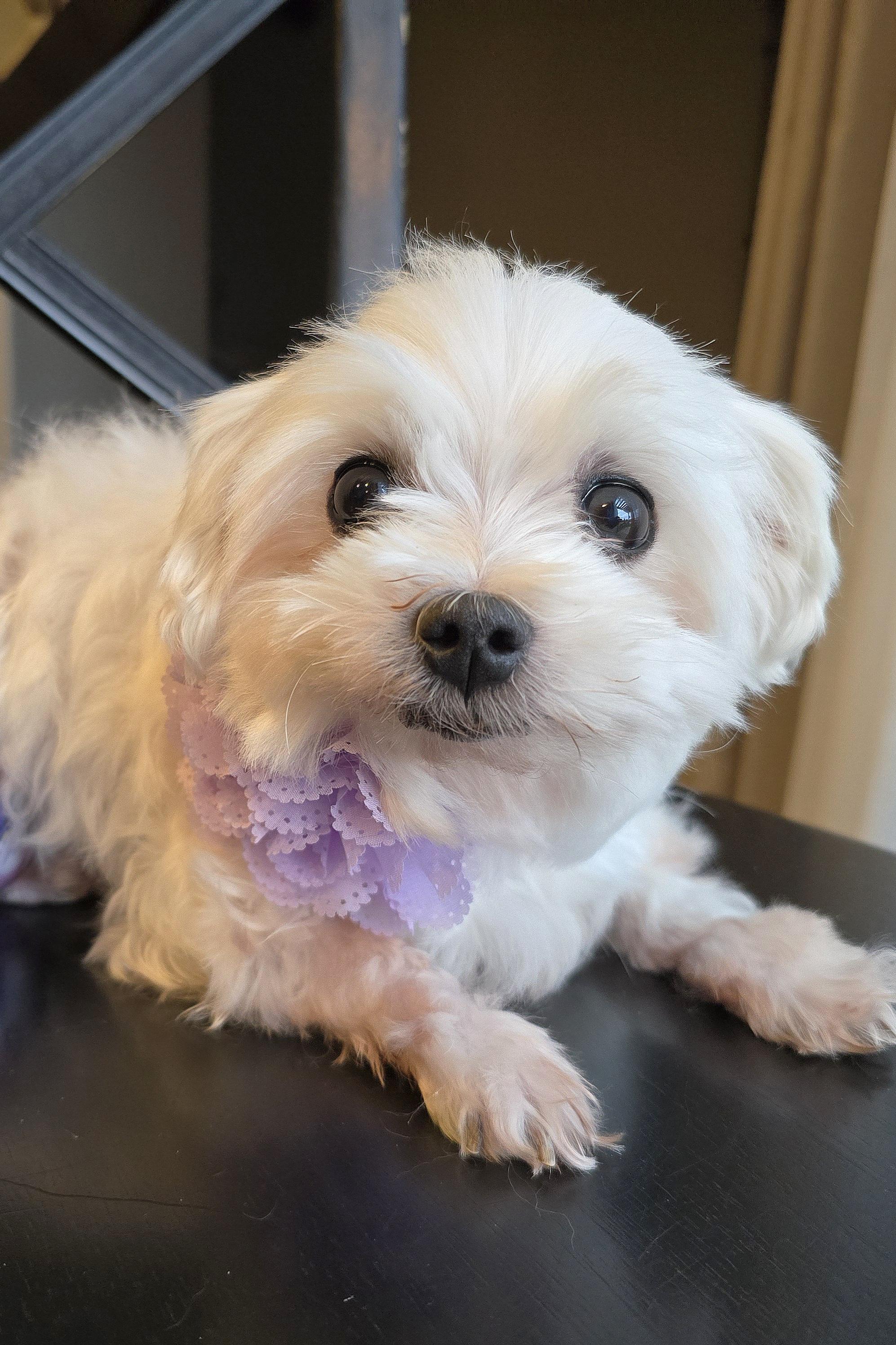 Rose, a Adoptable Maltese in Cedar Rapids, IA image 4/6